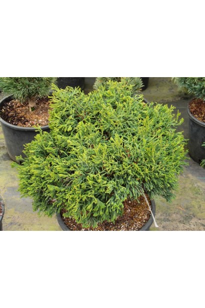 Кипарисовик Брідгітте в садовому центрі.